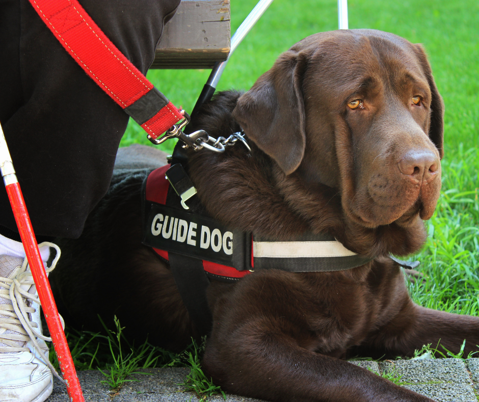 Photo of brown guide dog wearing a guide dog harness sitting next to its owner