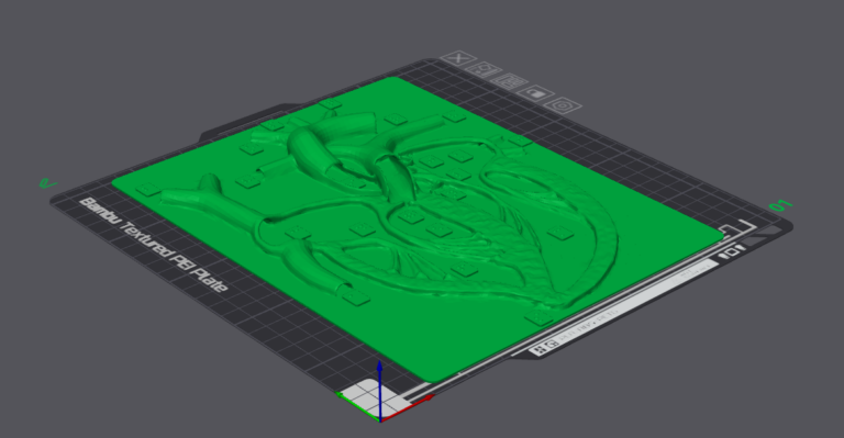 This is a relief of a heart with braille labels to show circulation.