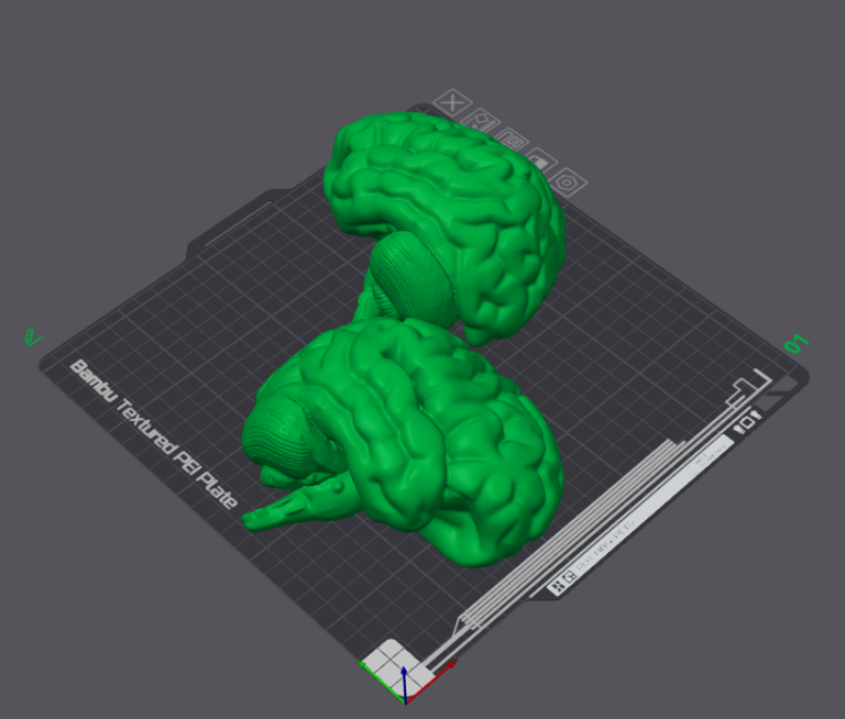This is an image of two sides of a 3D designed brain.